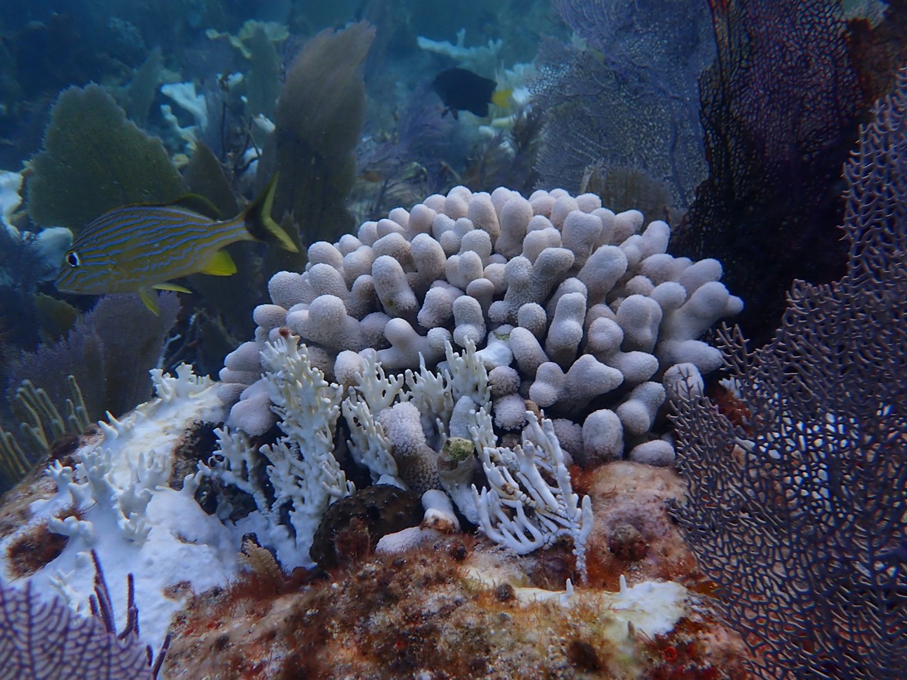 The bleached coral Katey Lesneki discovered at Horsehoe Reef off Key Largo during the marine heat wave