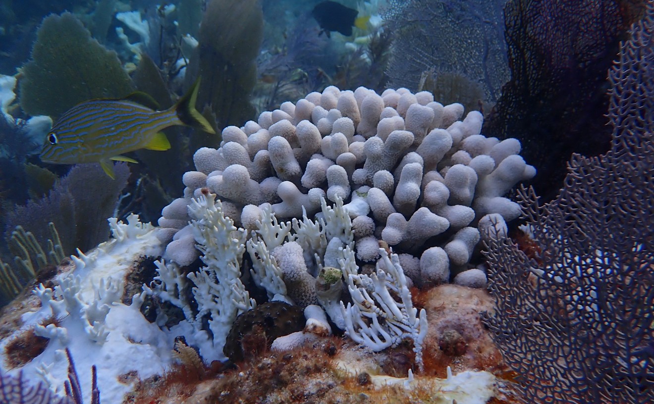 NOAA: Heat Wave Decimated Florida Keys Coral