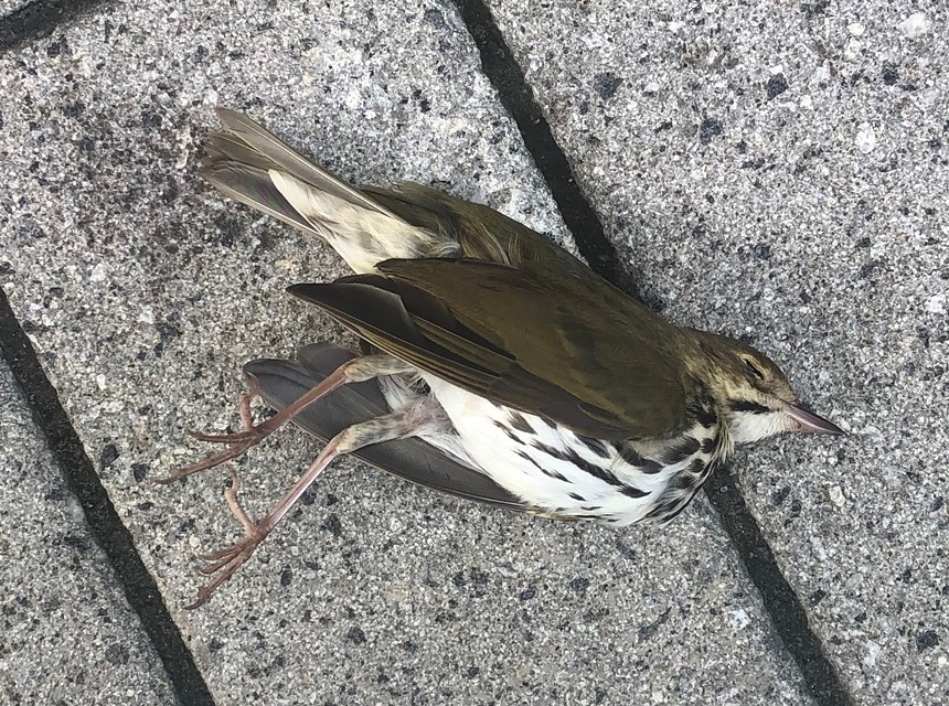 Dead or injured ovenbird