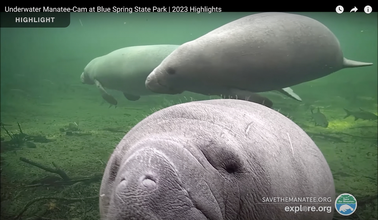 Several manatees are spotted on the Blue Spring State Park livestream in 2023. The nonprofit Save the Manatee Club has launched a new set of manatee livestream cams at Silver Springs State Park.